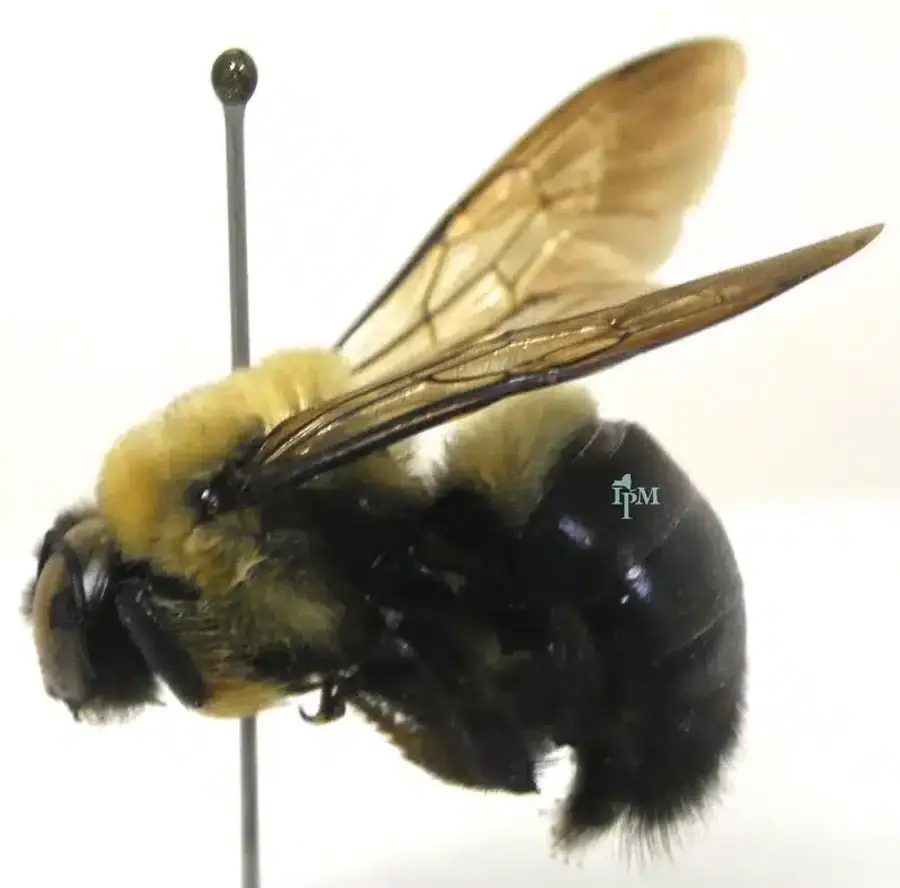 Close-up of a bumblebee