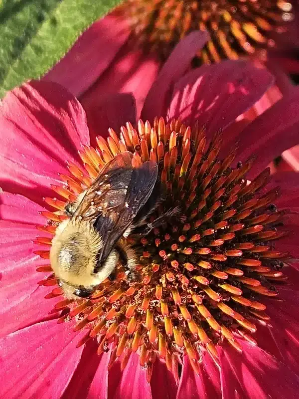Honeybee vs Bumblebee: How to Tell Them Apart