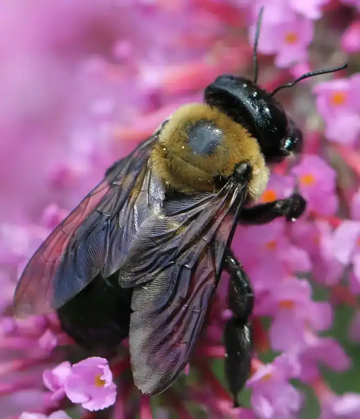 Close-up of a bee on flowers