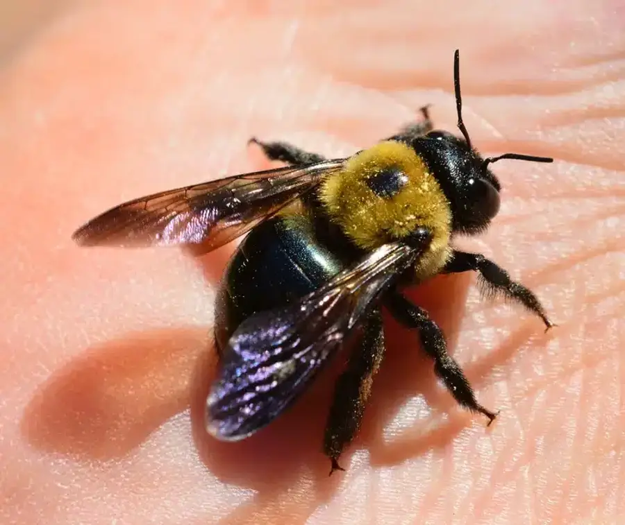 Bumblebee sitting on a hand