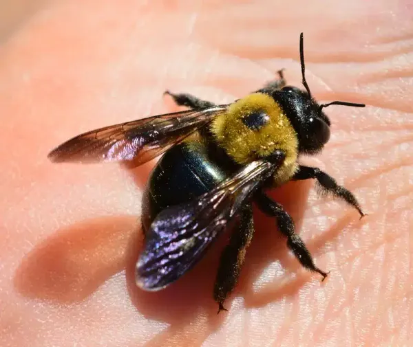 Bumblebee vs Carpenter Bee: Which One Damages Homes?