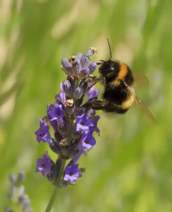 Do Bumble Bees Die When They Sting or Can They Sting Again?