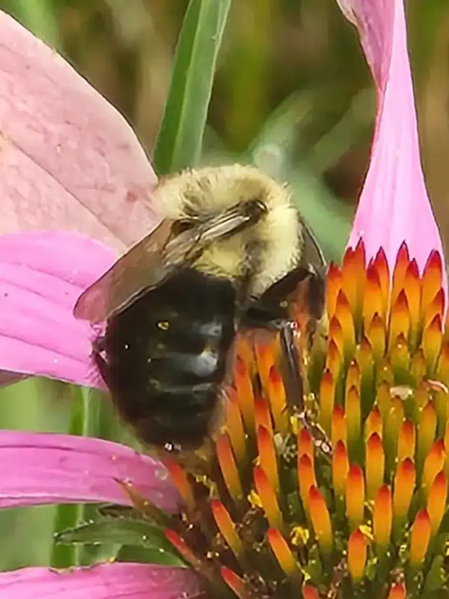 Bumblebee on a pink coneflower showing its fuzzy banded body