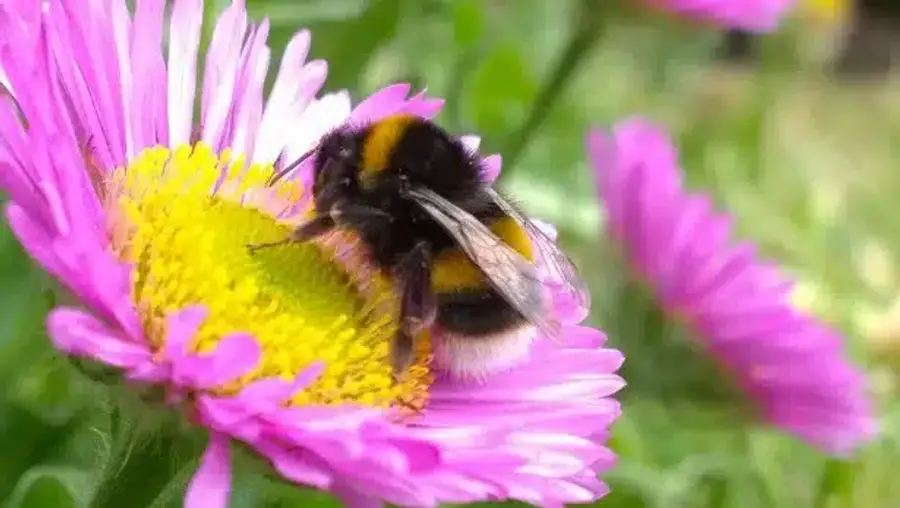 Bumblebee on a pink flower