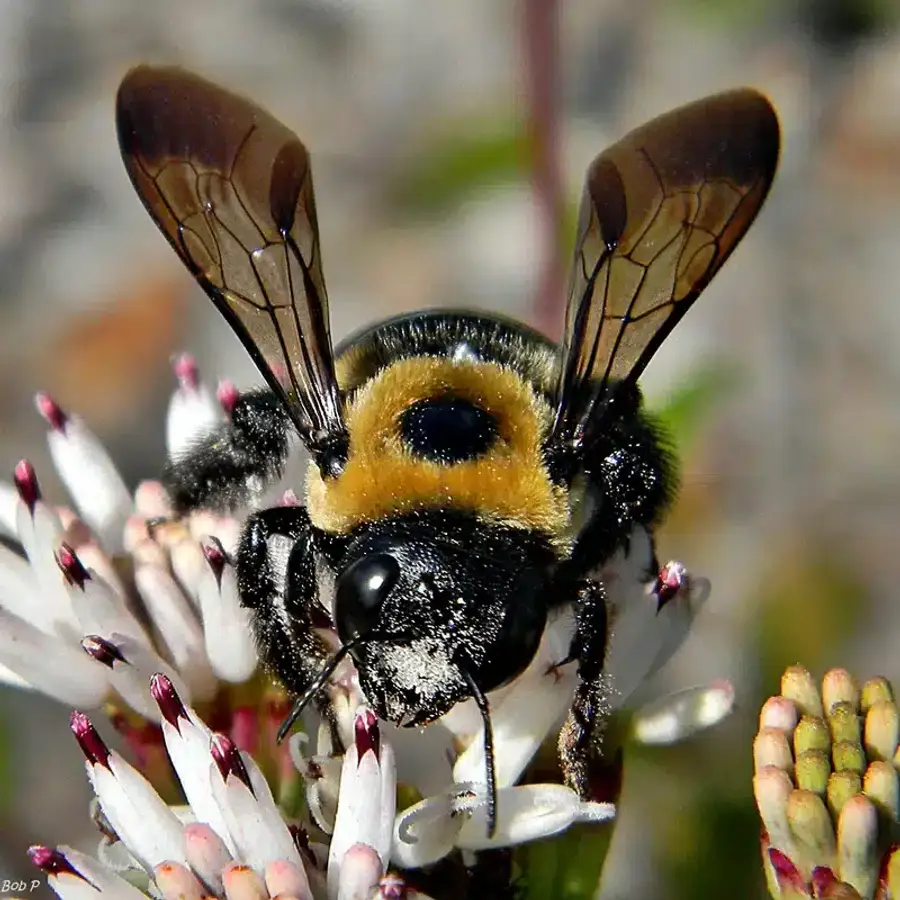 Bee on a flower