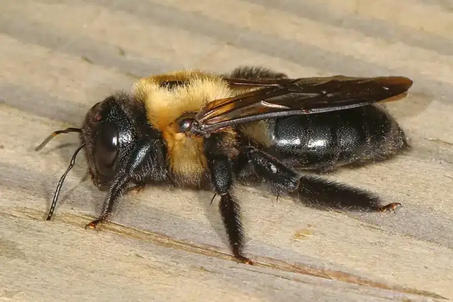 Close-up of a bumblebee