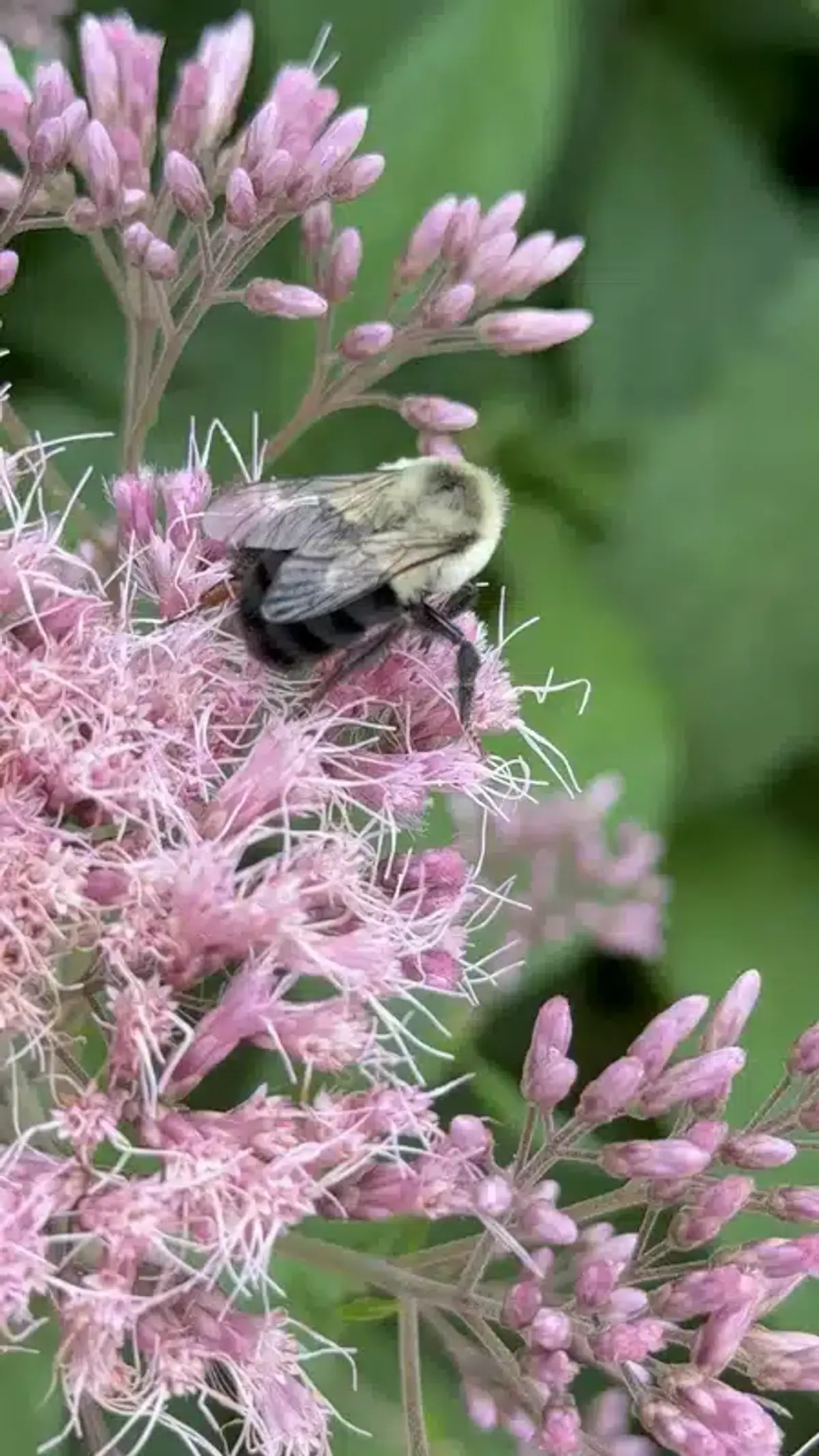 Bumblebee pollinating pink garden flowers