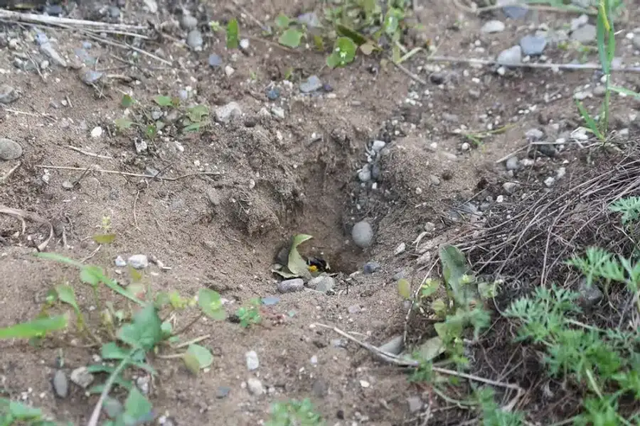 Burrow in sandy soil with vegetation