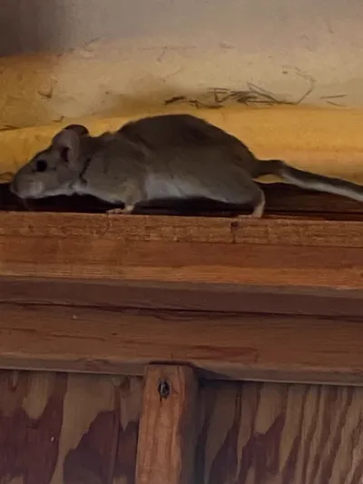 Bushy-Tailed Woodrat