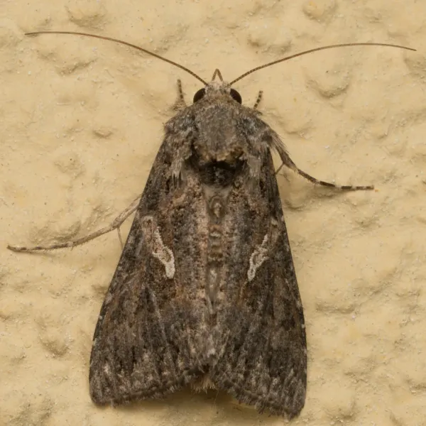 Top-down view of an adult cabbage looper moth showing mottled brown and gray wings with a silvery-white figure-eight marking