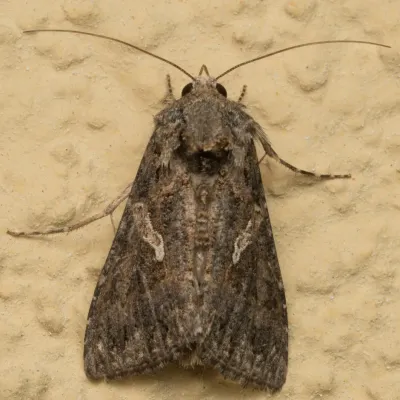Top-down view of an adult cabbage looper moth showing mottled brown and gray wings with a silvery-white figure-eight marking