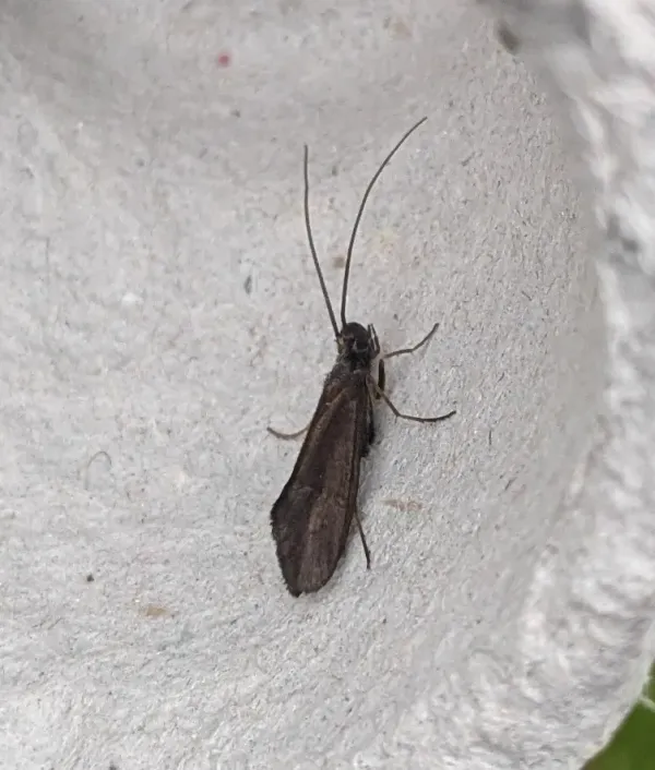 Adult caddisfly resting on a white flower showing moth-like appearance with hairy wings