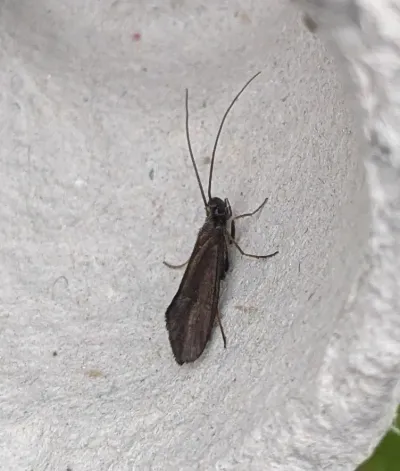 Caddisflies