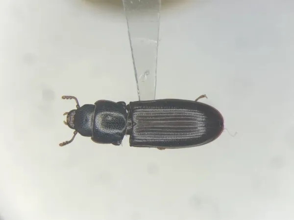 Dorsal view of a cadelle beetle showing its shiny black elongated body, flattened shape, and distinctive narrow waist between the prothorax and wing covers