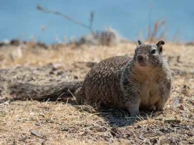 California ground squirrel in natural grassland habitat showing full body and bushy tail