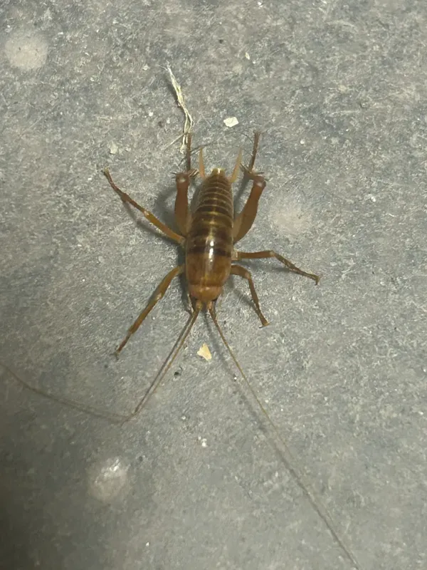 Camel cricket on concrete surface showing characteristic humpbacked body and long legs