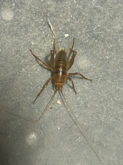 Camel Crickets