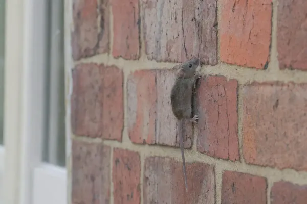 Can Mice Climb Walls? Yes, Here's What They Can and Can't Climb