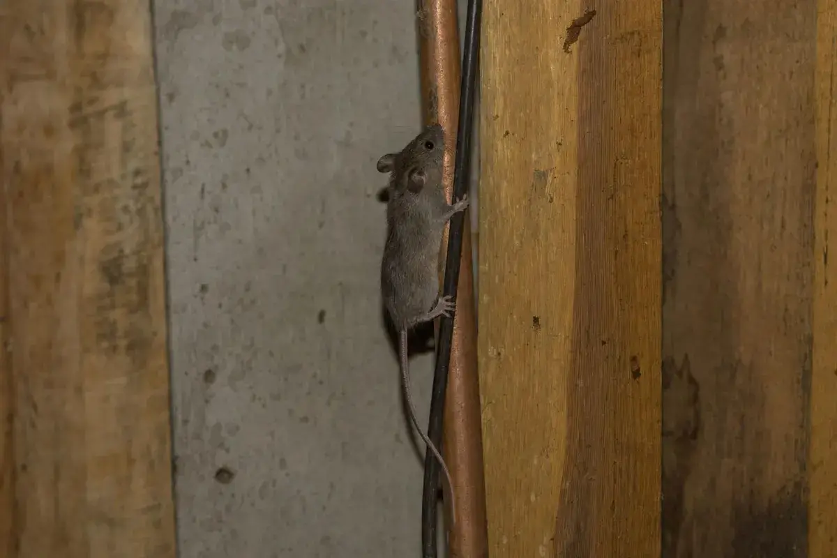 House mouse climbing a copper pipe and electrical cable inside an unfinished basement wall between wooden studs