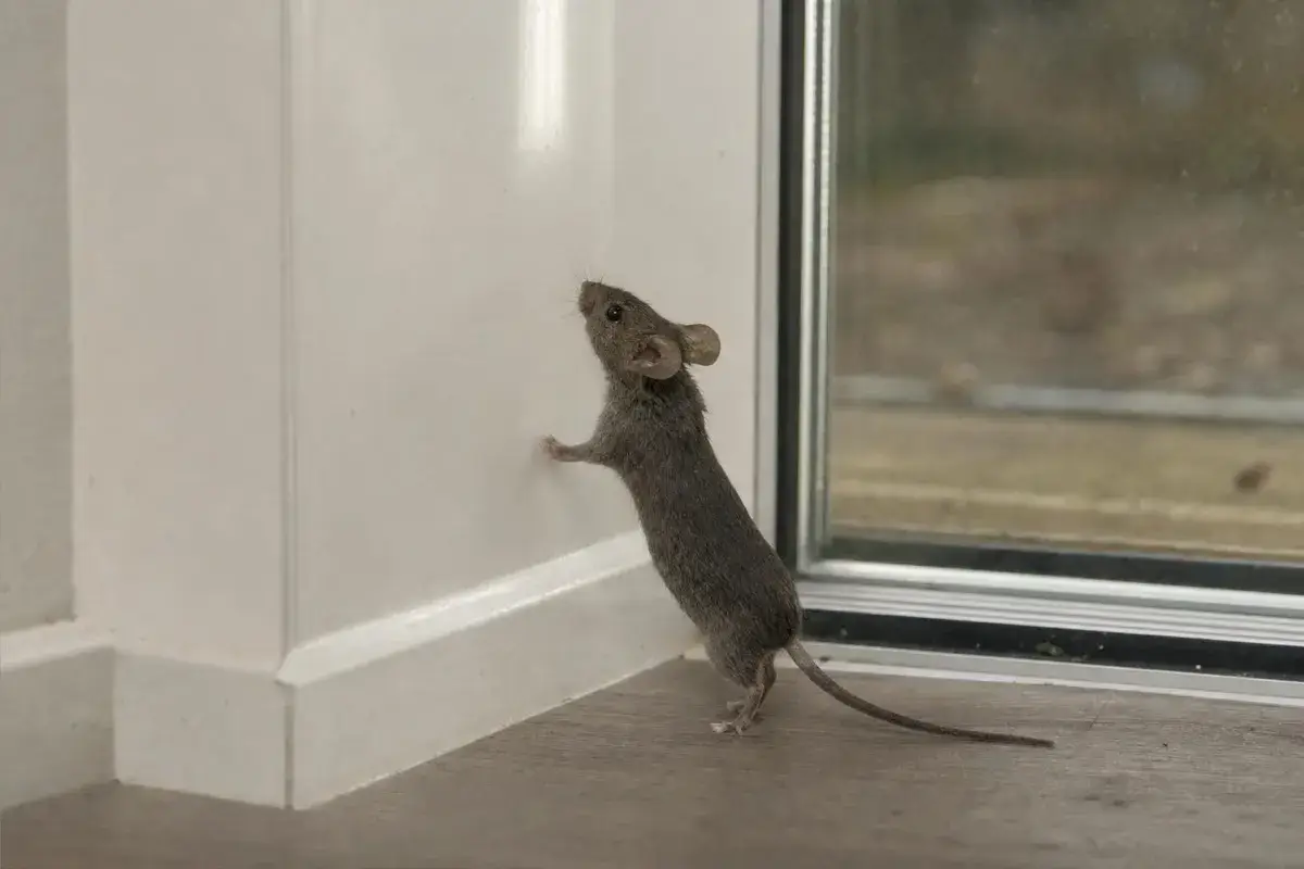 House mouse standing on its hind legs at the base of a smooth white painted wall beside a glass door