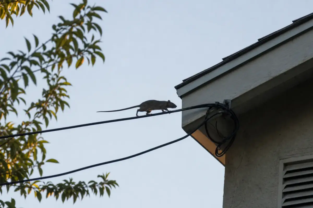 Rat with a long tail walking along a utility cable toward the roofline of a house