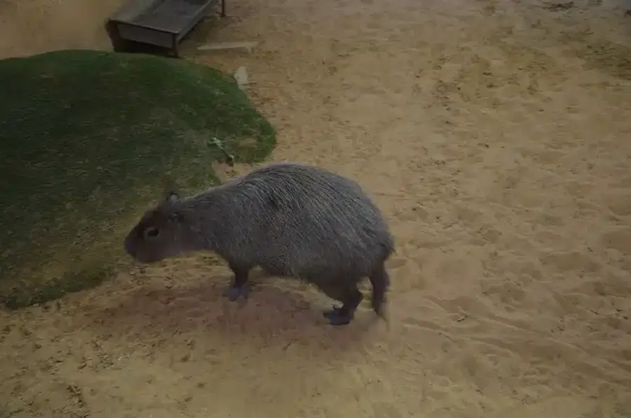 Capybara walking on sandy surface