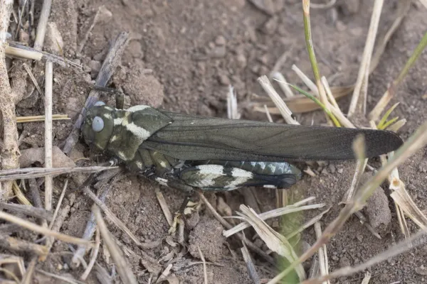 Top-down view of a Carolina grasshopper showing its mottled brown and gray coloration on bare ground