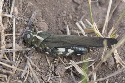 Top-down view of a Carolina grasshopper showing its mottled brown and gray coloration on bare ground