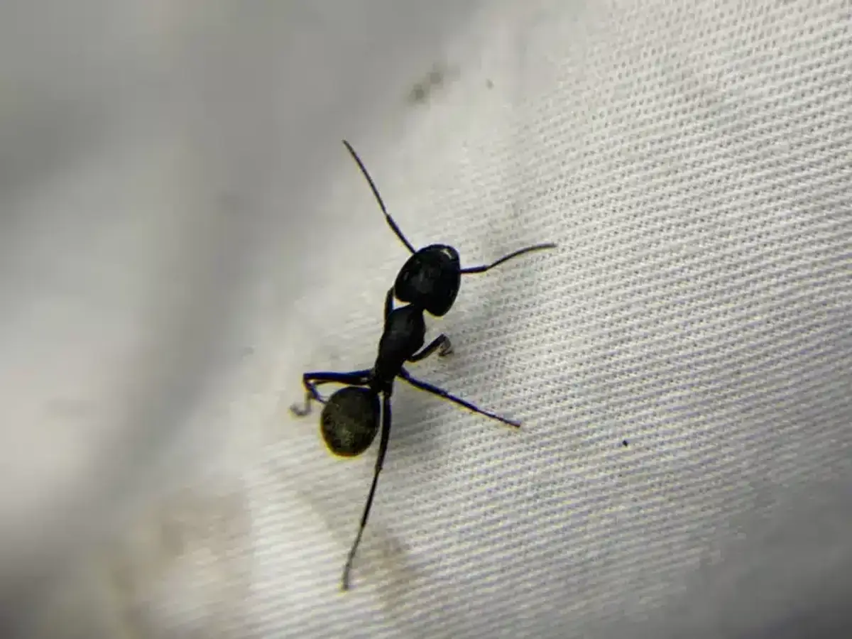 Detailed view of a carpenter ant showing body structure