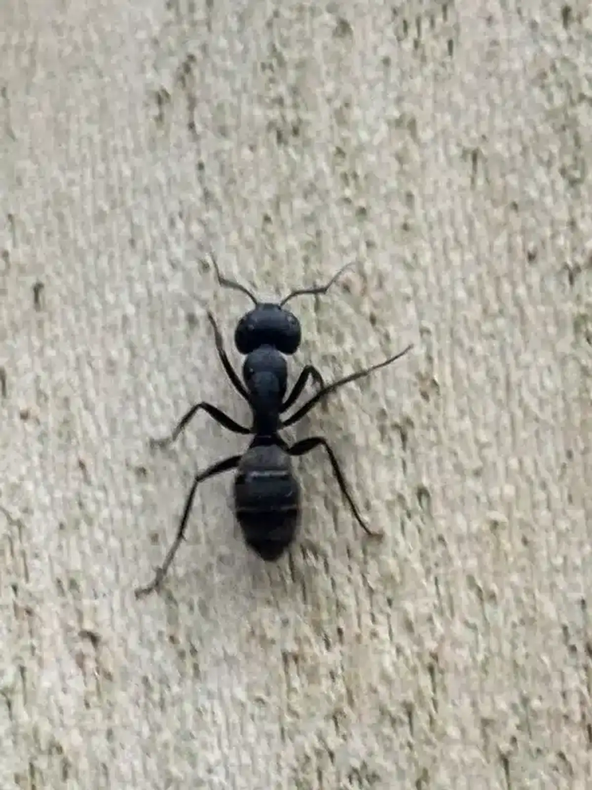 Close-up view of a carpenter ant on a wall surface