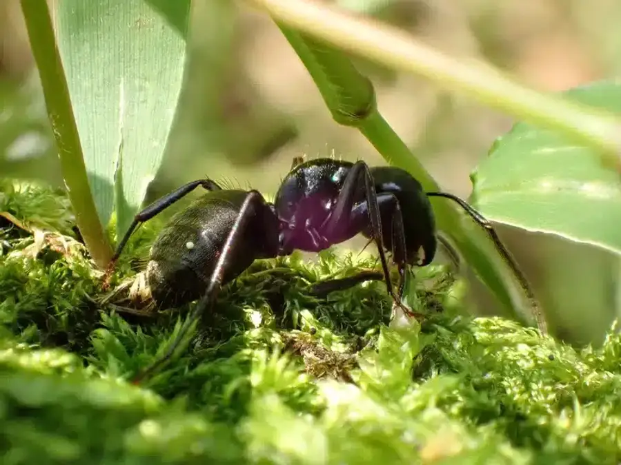 Carpenter ant showing segmented body structure