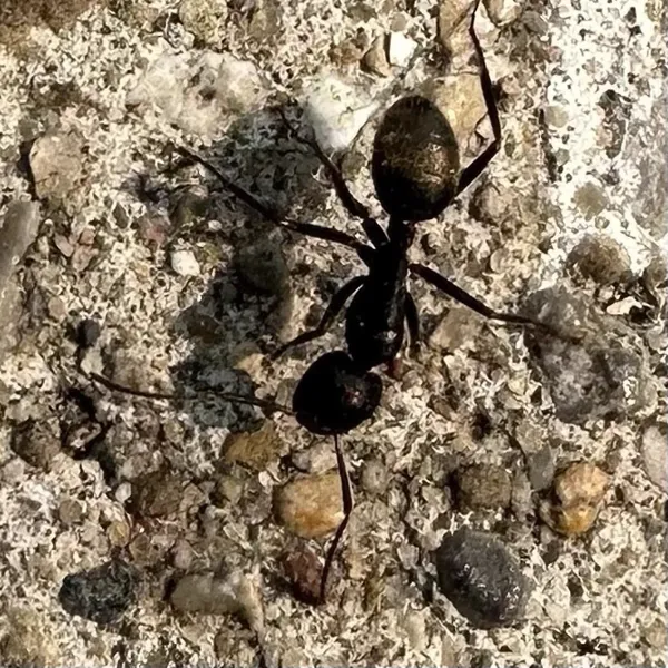 Top-down view of a black carpenter ant on gravel showing its large segmented body and long legs