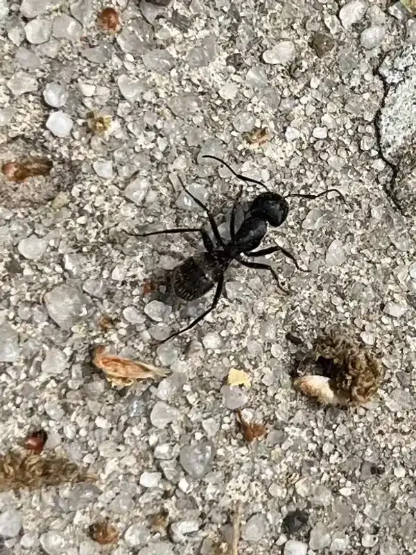 Carpenter Ant vs Black Ant: Which Is Damaging Your Home?