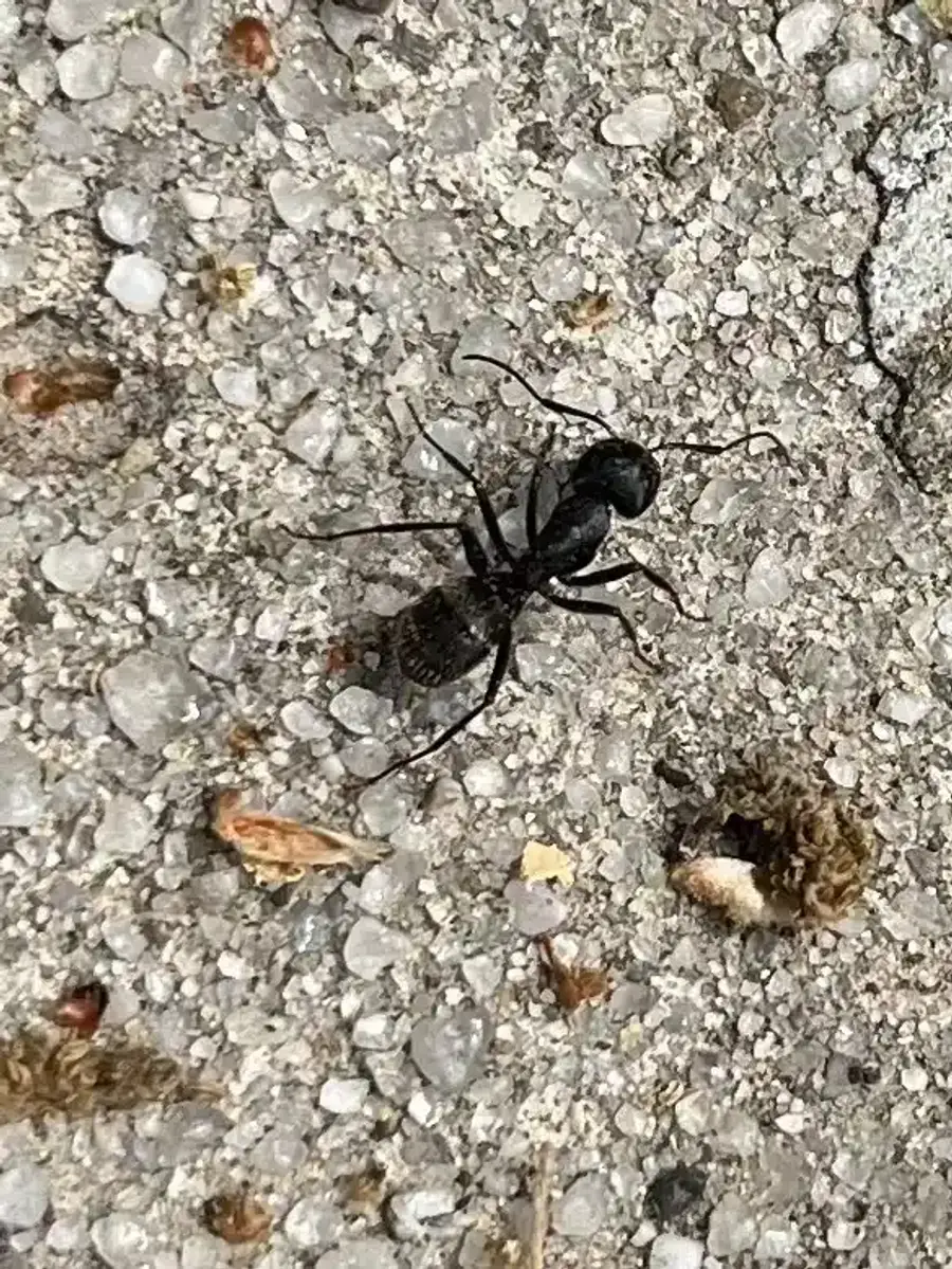 Carpenter ant on gravel surface showing body shape for identification