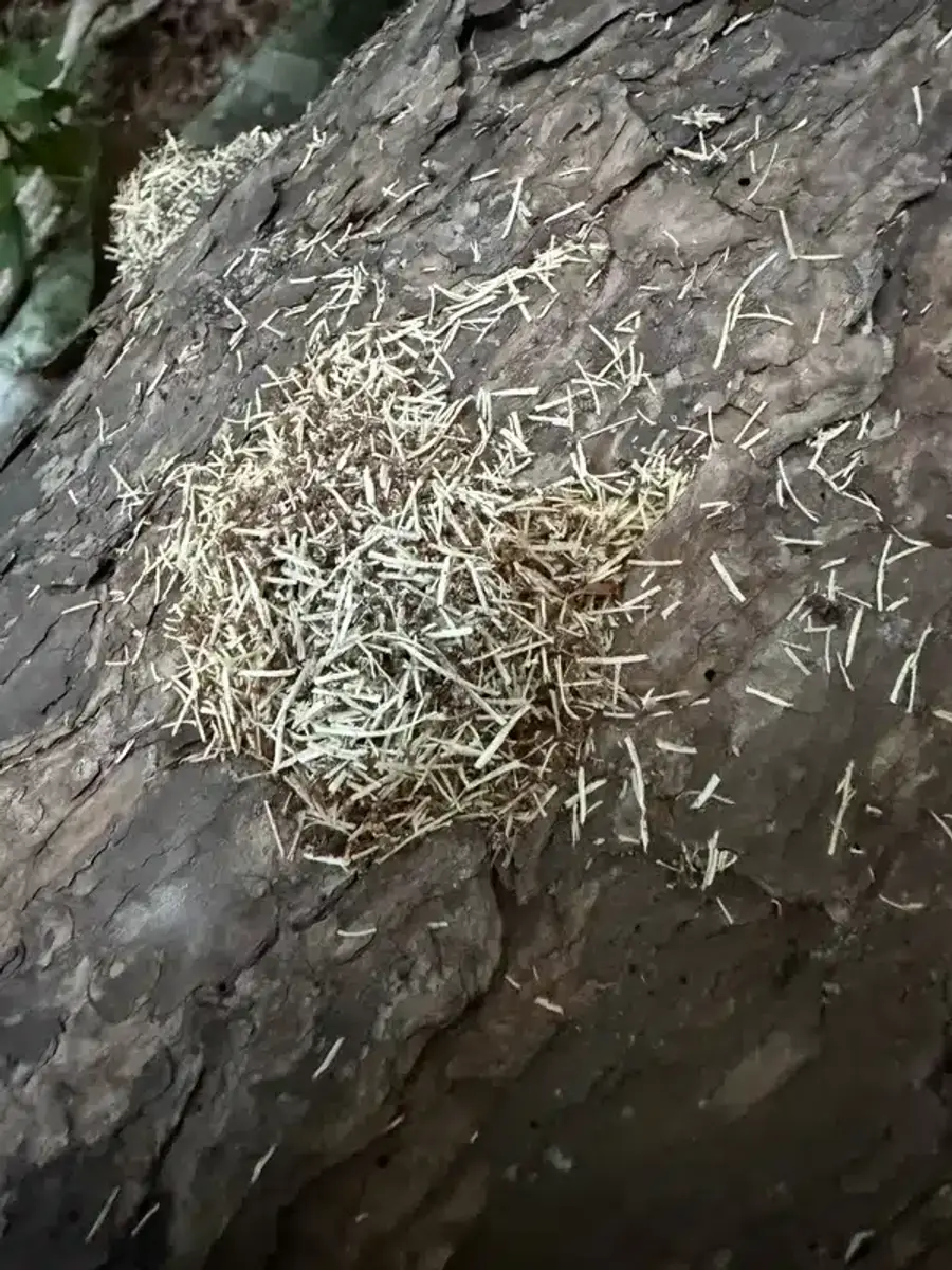 Close-up of coarse carpenter ant frass shavings on wood