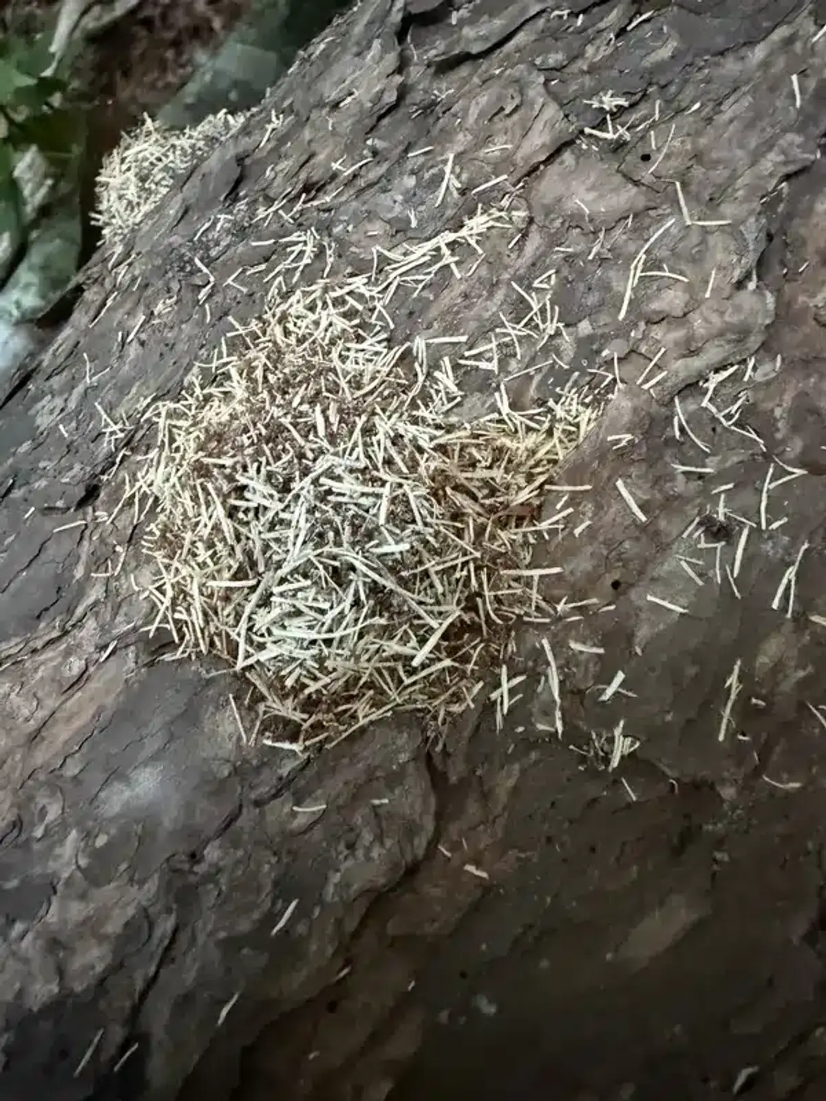 Pile of coarse sawdust frass produced by carpenter ants