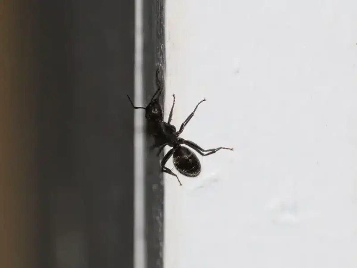 Carpenter ant on indoor surface following potential trail