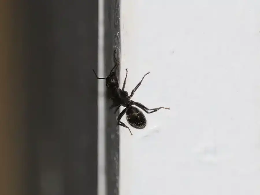 Large black carpenter ant on white window trim next to a painted wall