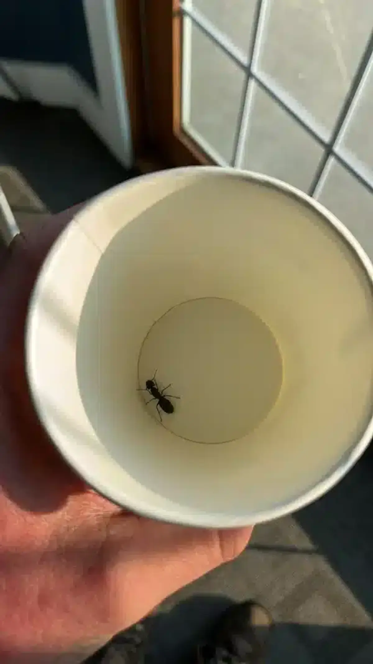 Carpenter ant captured inside a paper cup indoors