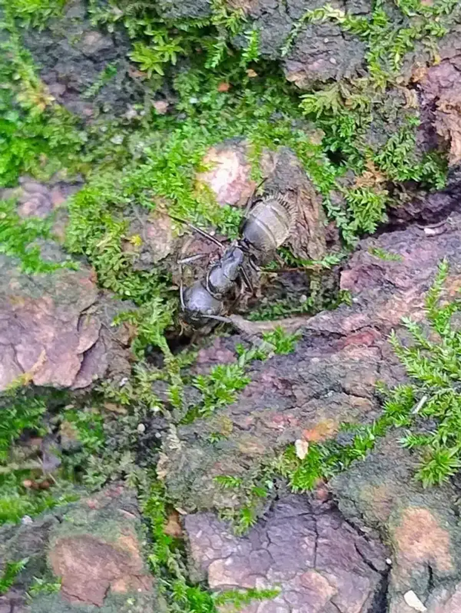 Multiple carpenter ants showing social behavior