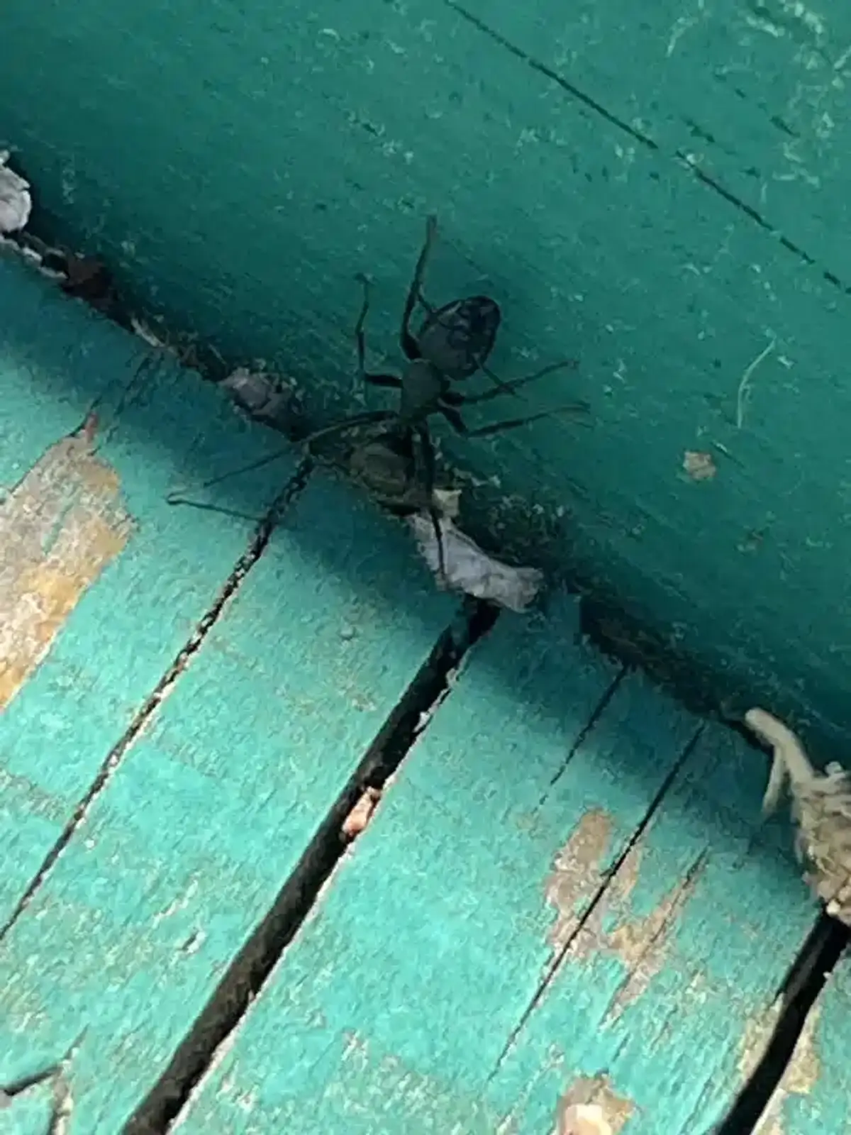Carpenter ant on painted wood, highlighting potential entry points and foraging behavior