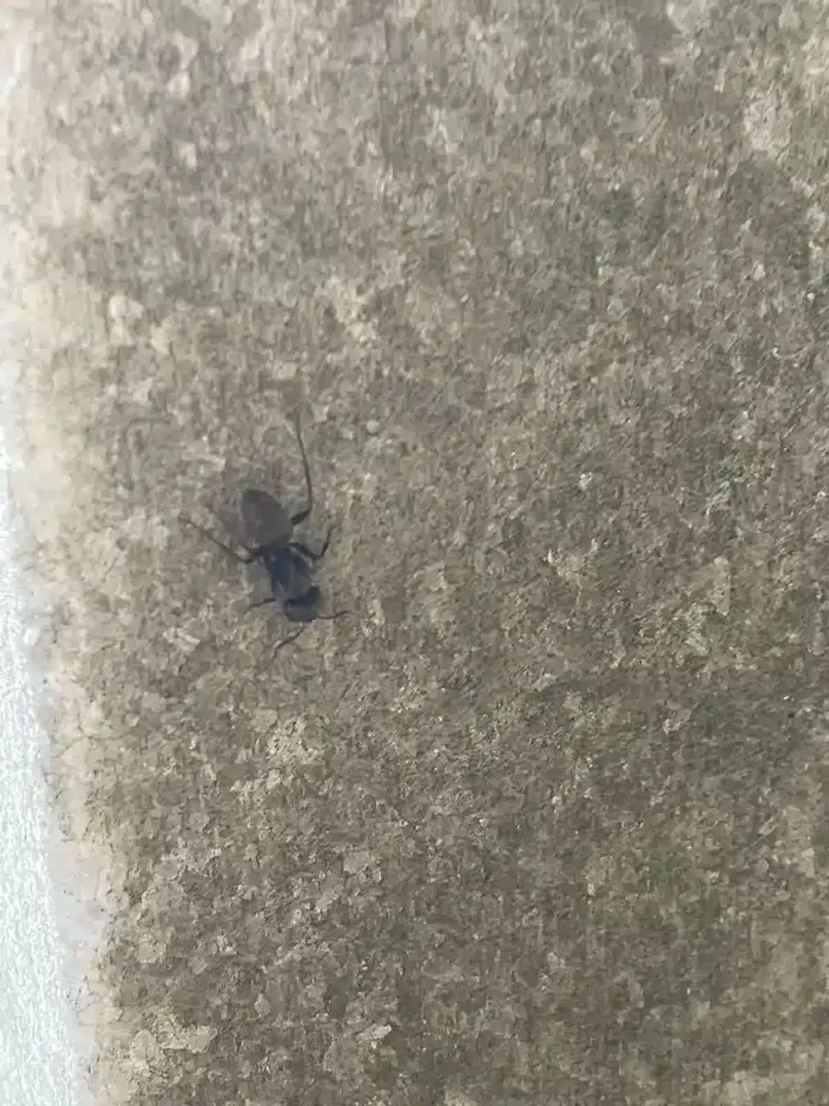 Carpenter ants in bathroom setting