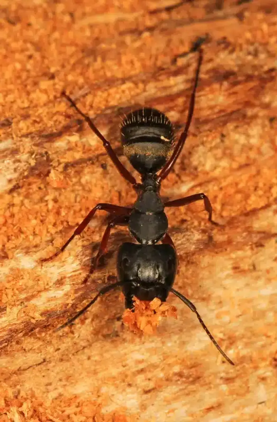 Carpenter ant crawling on a wooden surface