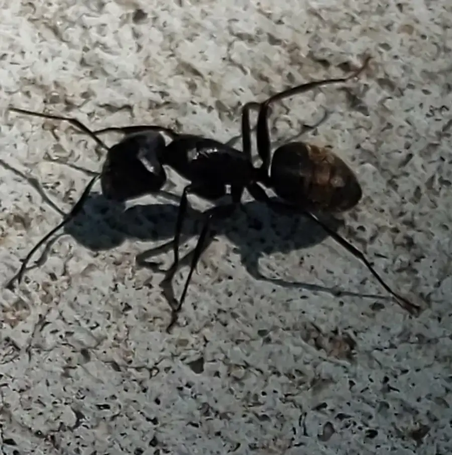Eastern black carpenter ant seen from the side showing an evenly rounded thorax