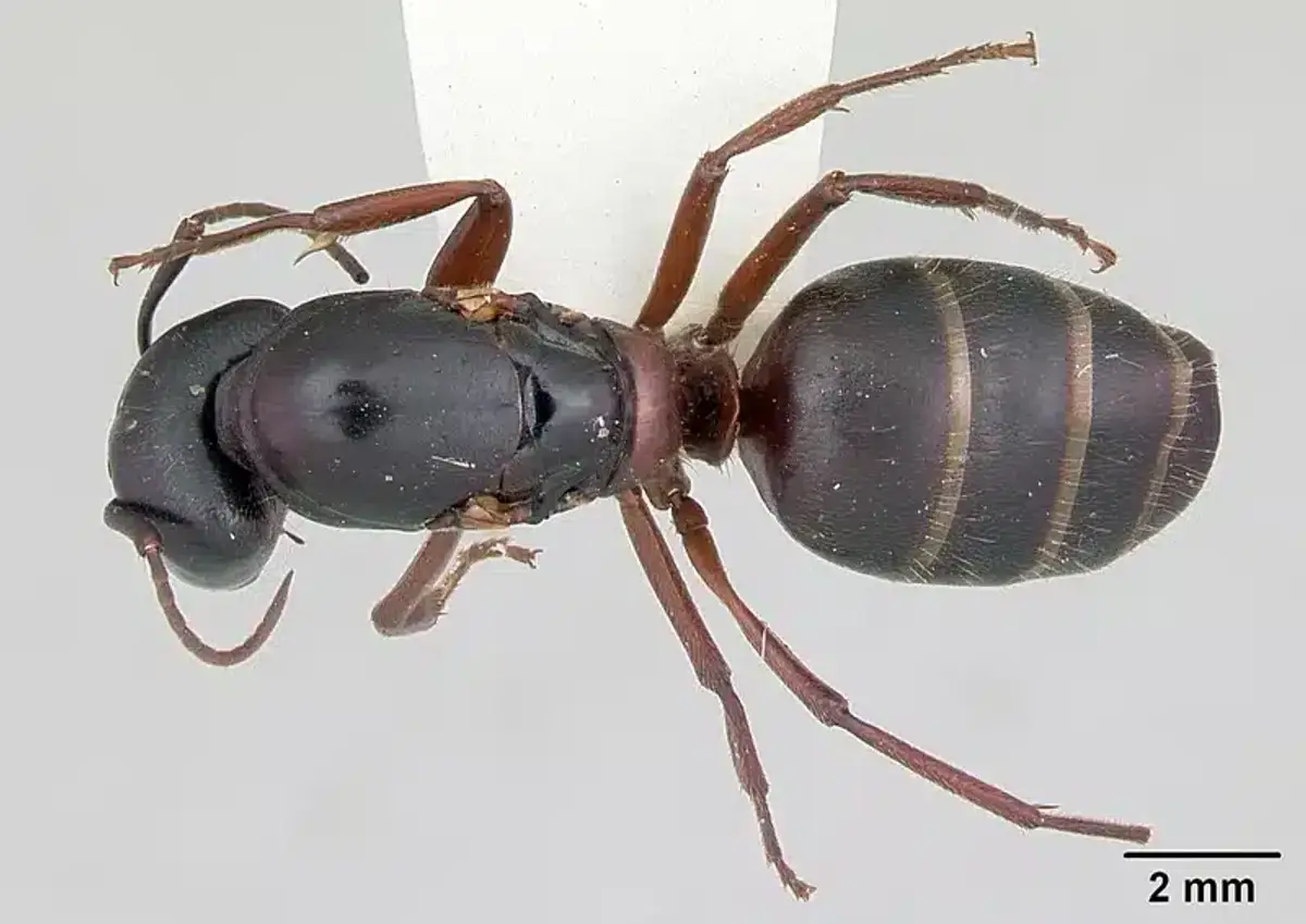 Top view of a carpenter ant
