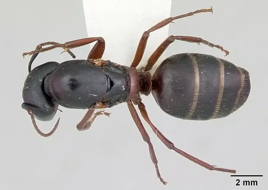 Top view of a carpenter ant