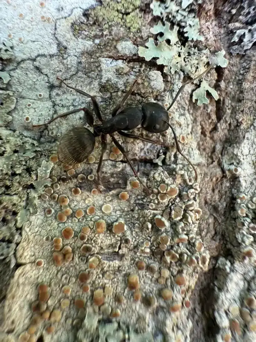 Carpenter ant on natural bark surface