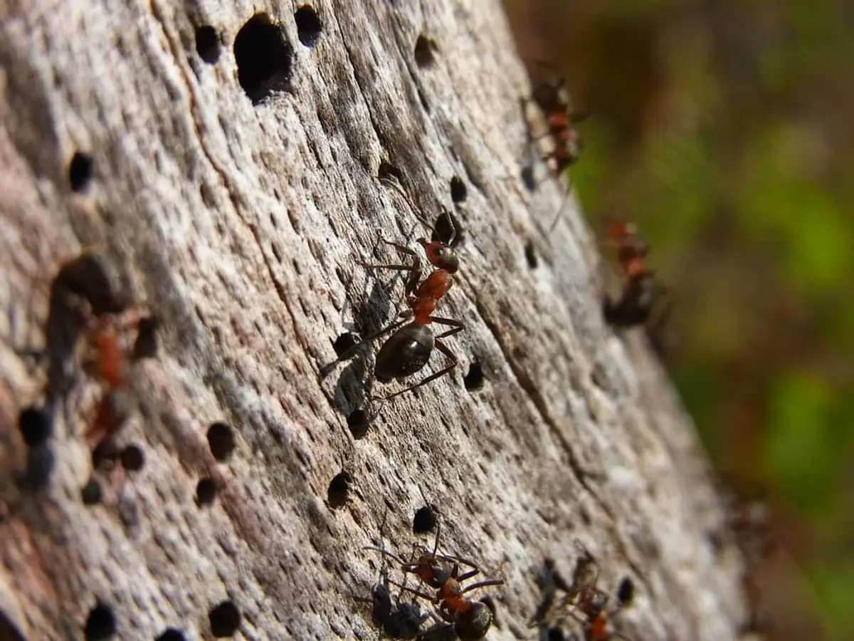 Carpenter ant damage visible on a tree trunk showing excavated galleries