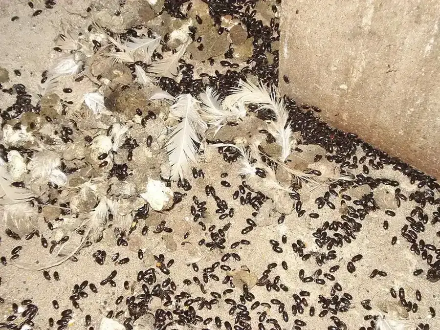 Carpenter ants scattered on sand