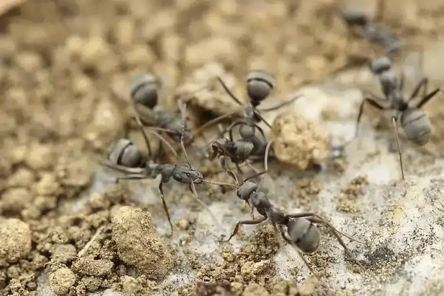 Group of carpenter ants on soil